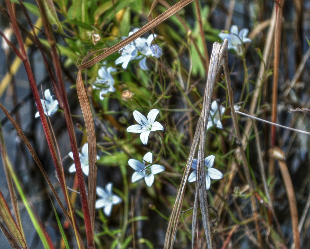 Marsh Bellflower