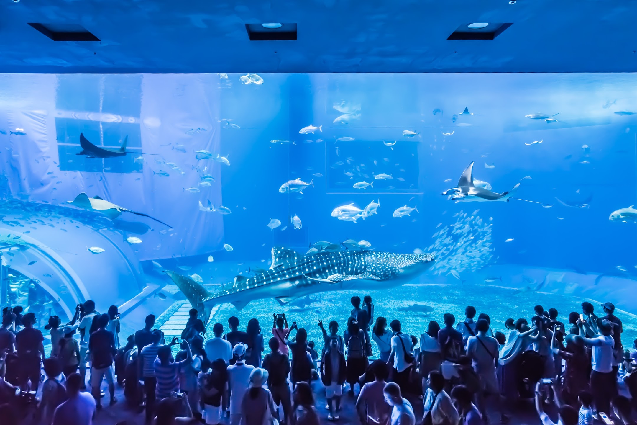 沖縄 美ら海水族館2