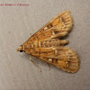 Wather Hyacinth Moth