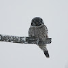 Northern Hawk Owl