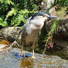 Black-crowned Night Heron