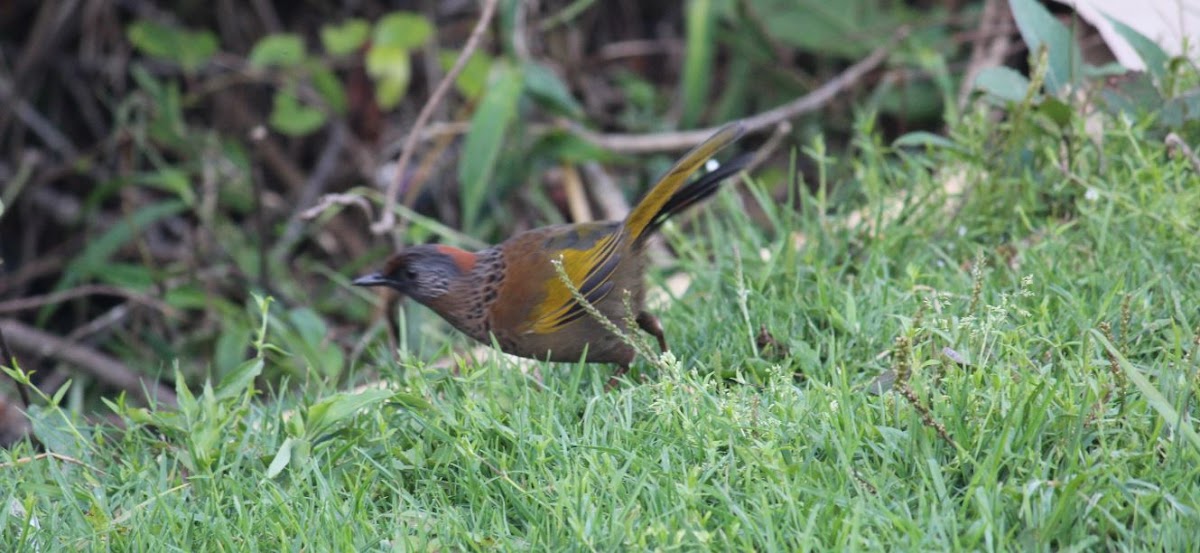 Chestnut-crowned Laughingthrush