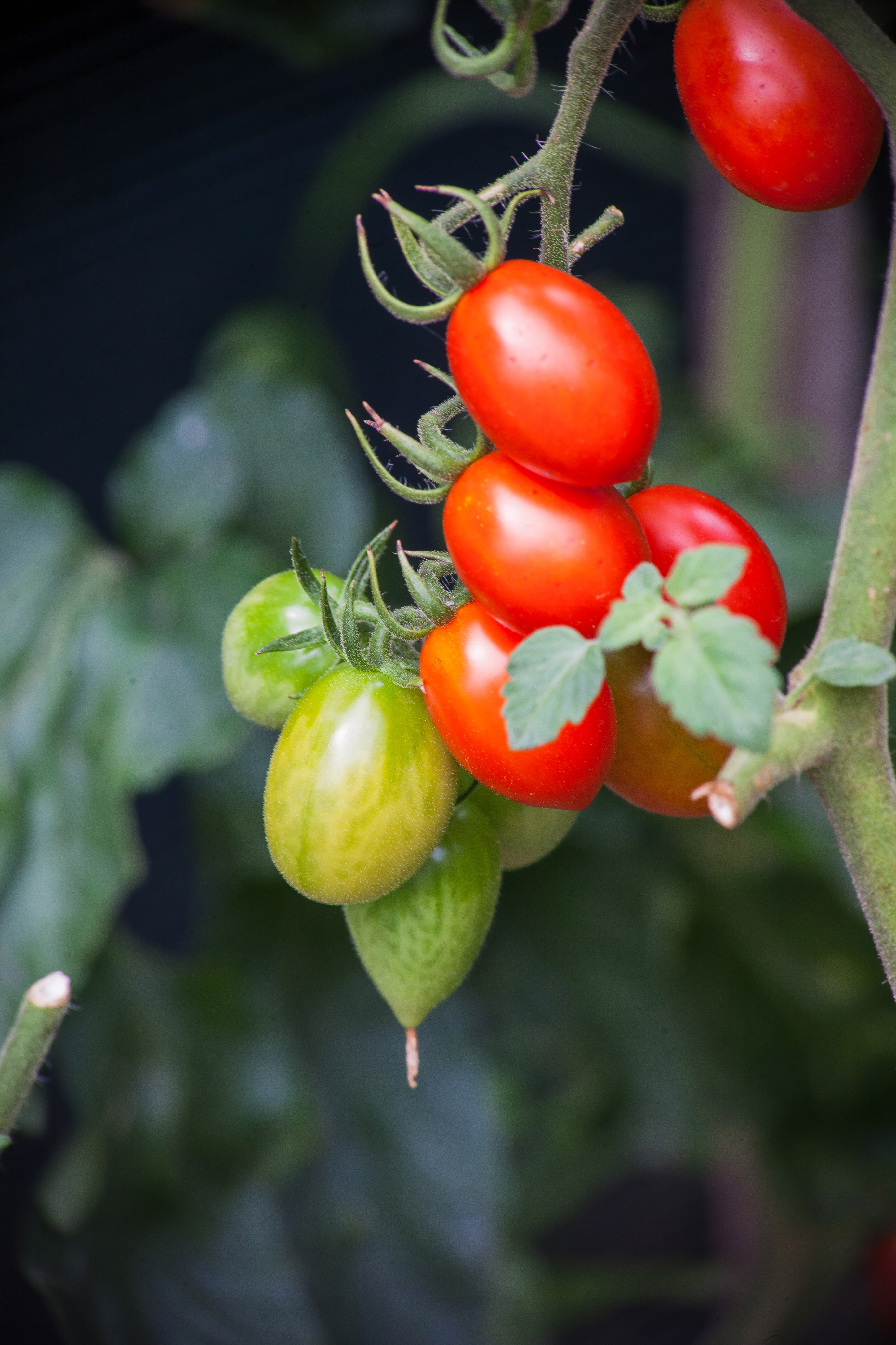 GREEN&RED in the garden di paolagiorgetti