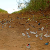 Rabble of butterflies (Panapana de Borboletas)