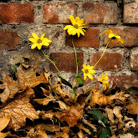 Fiori di topinambur di 