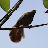 Rufous Babbler