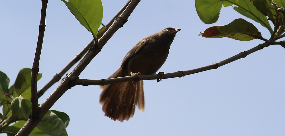 Rufous Babbler