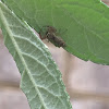 Hentzia jumping spider