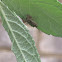 Hentzia jumping spider