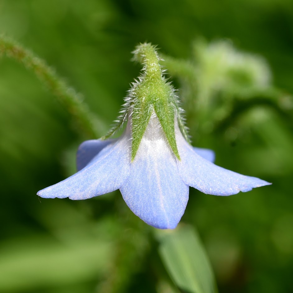 bloem en kelkblad