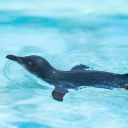 Seals swim