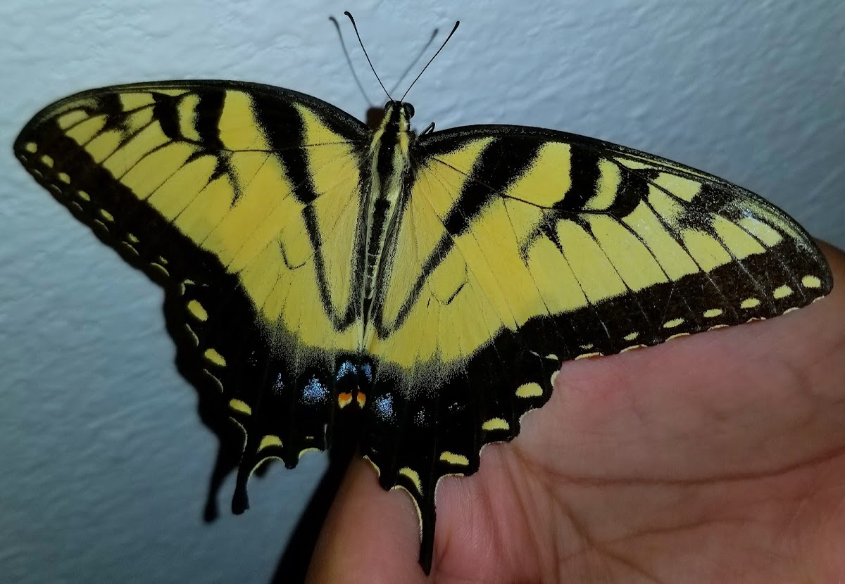 Eastern tiger swallowtail