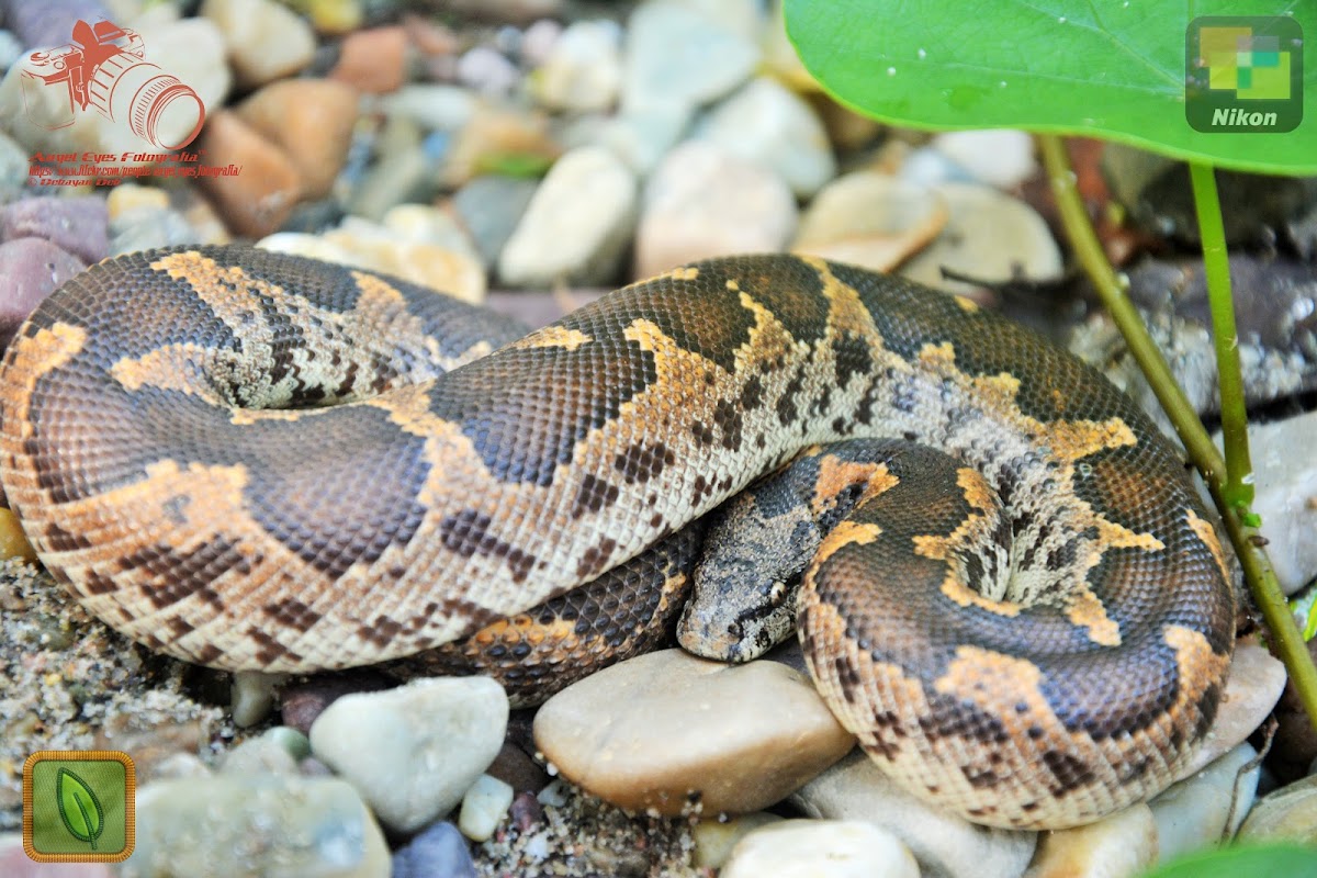 Common Sand Boa