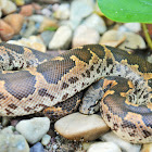 Common Sand Boa