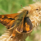 Western Branded Skipper