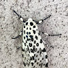 Giant leopard moth or eyed tiger moth (female)