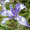 Rocky Mountain iris