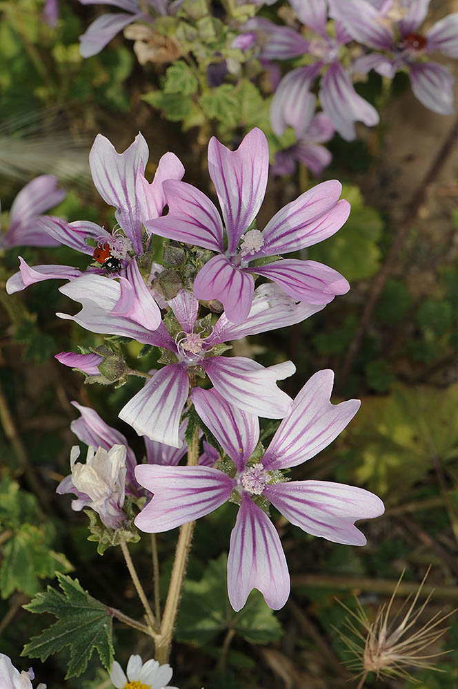 Common mallow