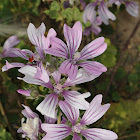 Common mallow