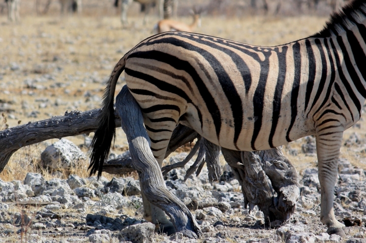 Pruriti nella savana... di daviderm