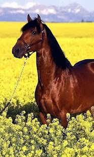 How to mod HD Themes Horse 1.0 mod apk for pc