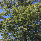 Chestnut Oak