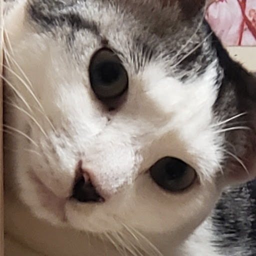 かい