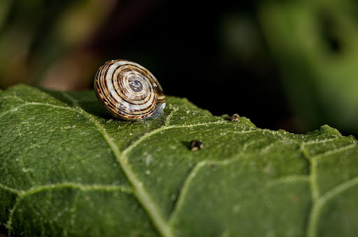 Beta maritima