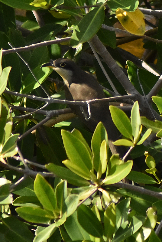 Yellow-billed cuckoo