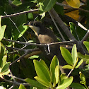 Yellow-billed cuckoo