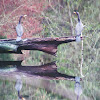 Double-crested Cormorant