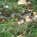 Common Garter Snake