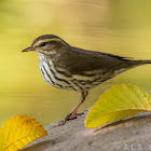 Northern waterthrush