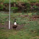 Bibbed Mallard