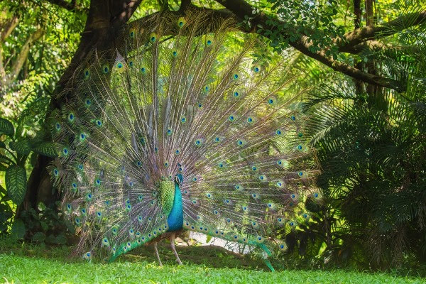 Kuala Lumpur Bird Park