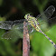 Green Skimmer