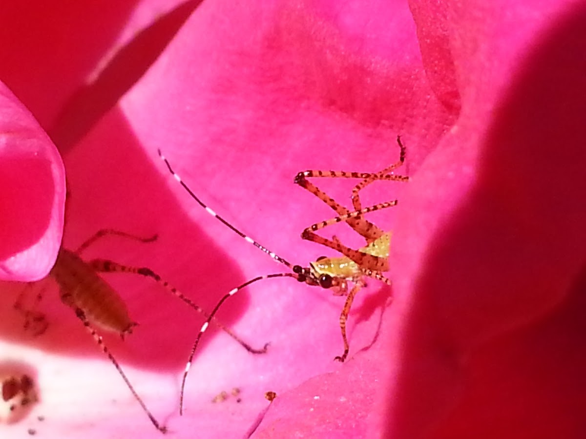 Mexican bush katydid