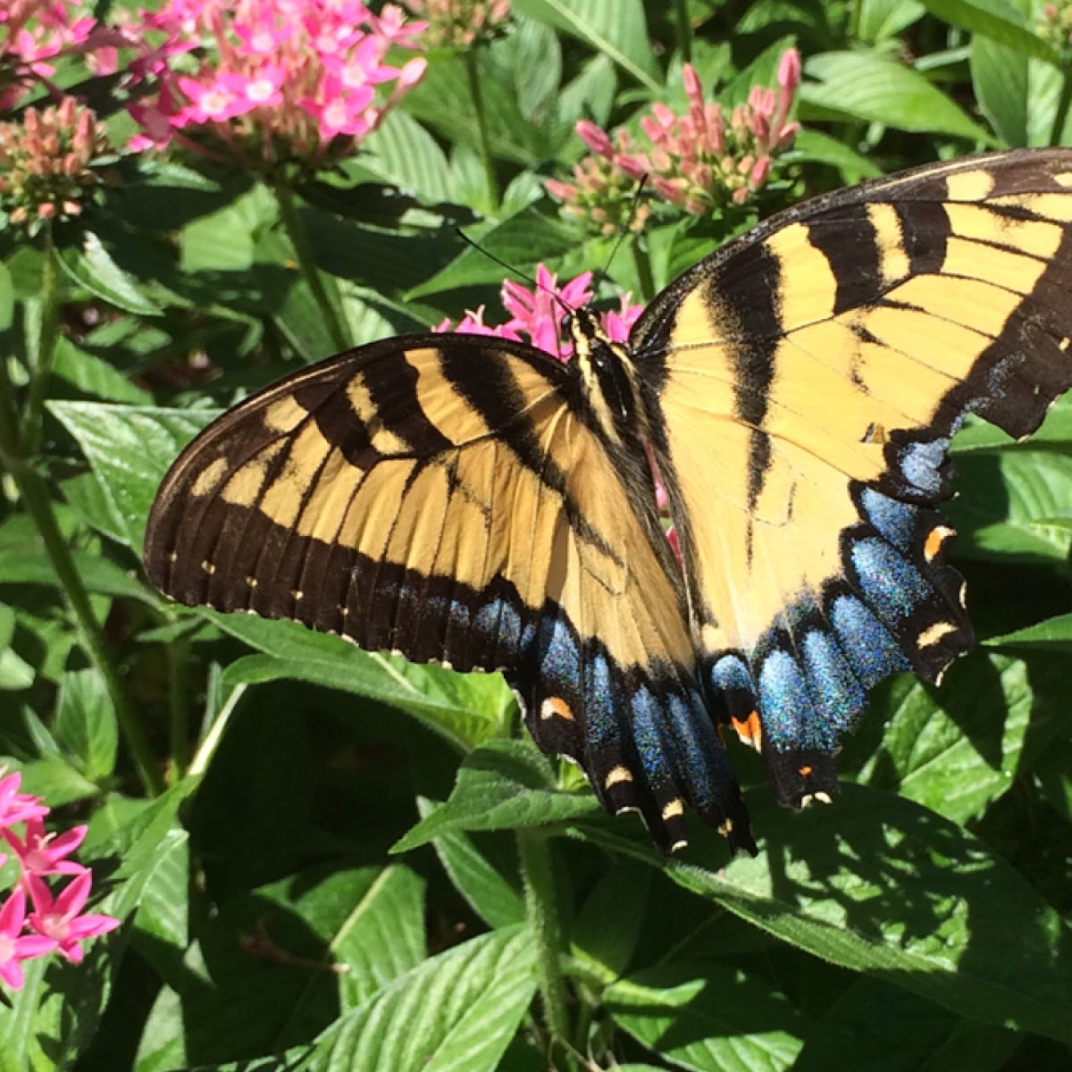 Tiger Swallowtail