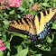 Tiger Swallowtail