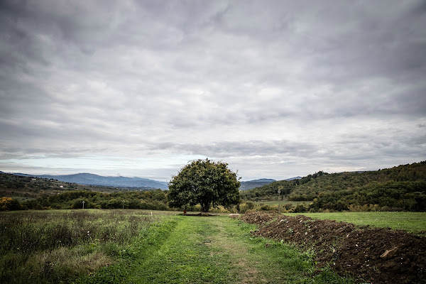 The big tree di E l i s a E n n E