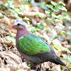 Common Emerald Dove