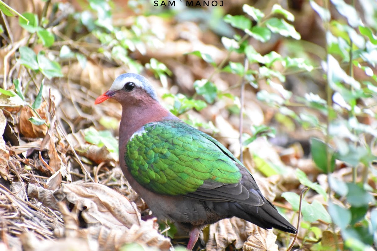 Common Emerald Dove