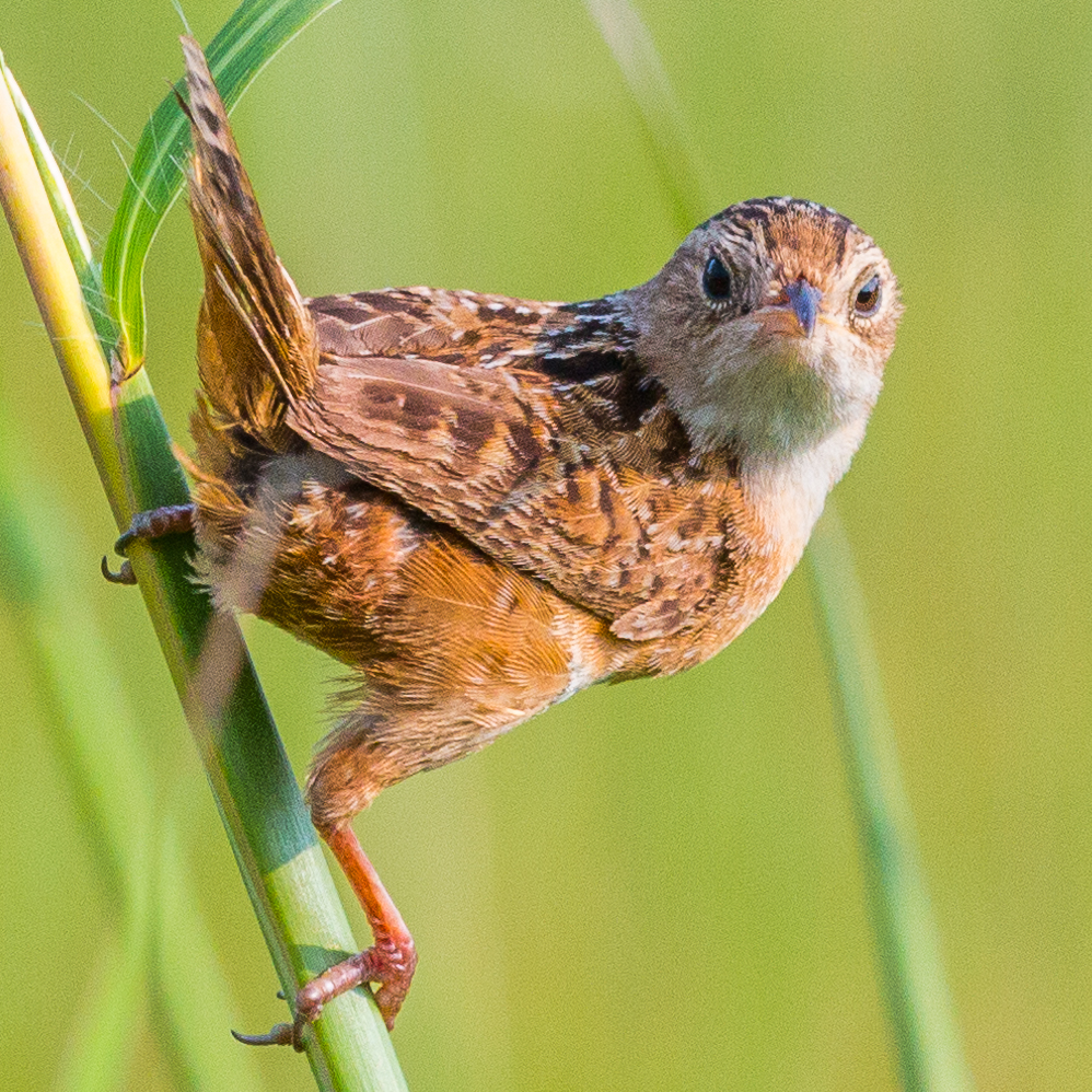 Sedge Wren