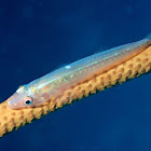 Goby