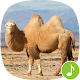 Download Appp.io - Camel Sounds For PC Windows and Mac 1.0.3