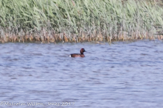 Ferruginous Duck; Porrón Pardo