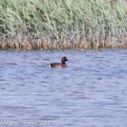 Ferruginous Duck; Porrón Pardo