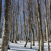 Disposizione naturale di 