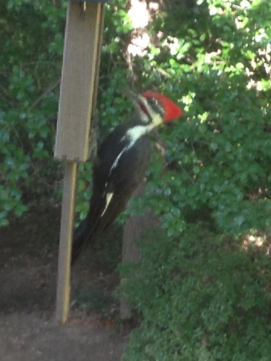 Pileated woodpecker