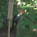 Pileated woodpecker